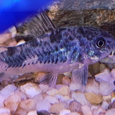 Corydoras paleatus (peppered cory}