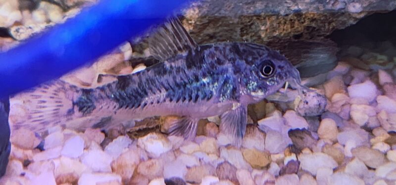 Corydoras paleatus (peppered cory}