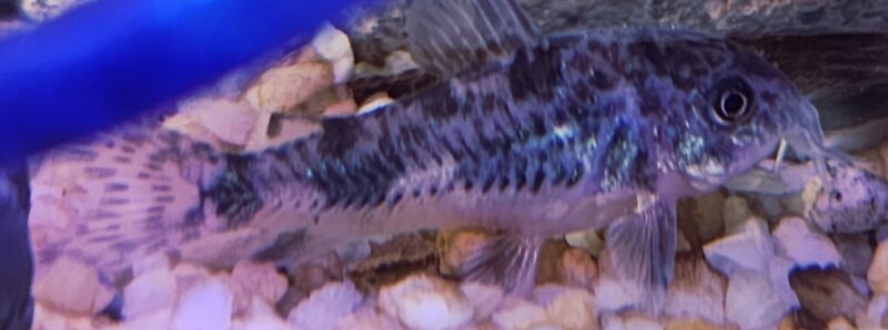 Corydoras paleatus (peppered cory} - Image 2