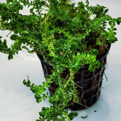 Selaginella kraussiana 