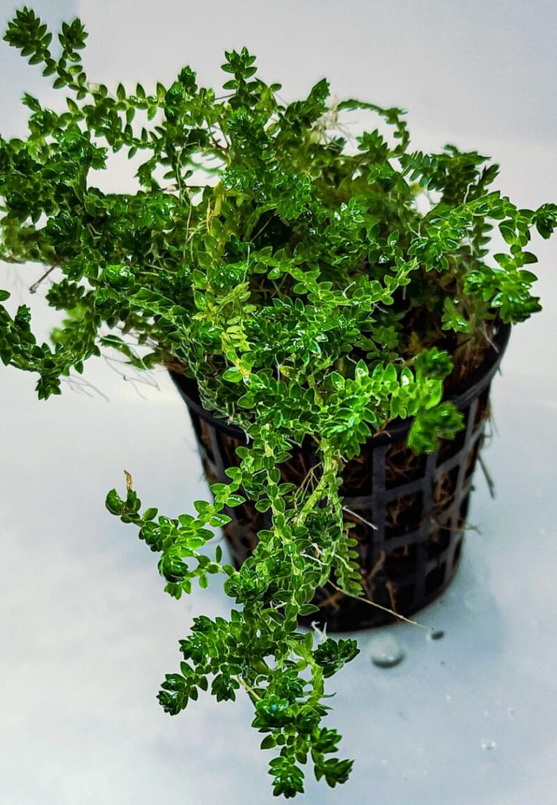 Selaginella kraussiana 