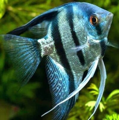 Zebra Blue Angel