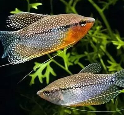 Pearl gourami (mosaic gourami, lace gourami, diamond gourami, leeri gourami)