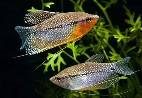 Pearl gourami (mosaic gourami, lace gourami, diamond gourami, leeri gourami)