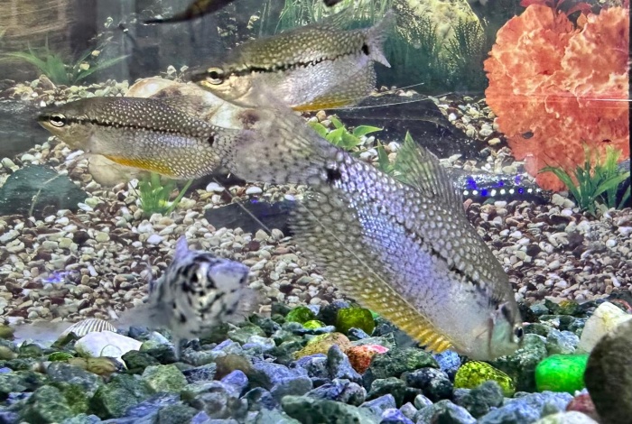 Pearl gourami (mosaic gourami, lace gourami, diamond gourami, leeri gourami) - Image 4