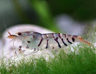 tiger shrimp 1