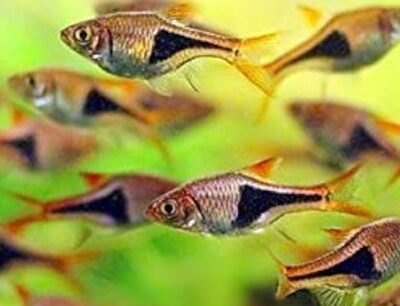 Harlequin rasbora 1
