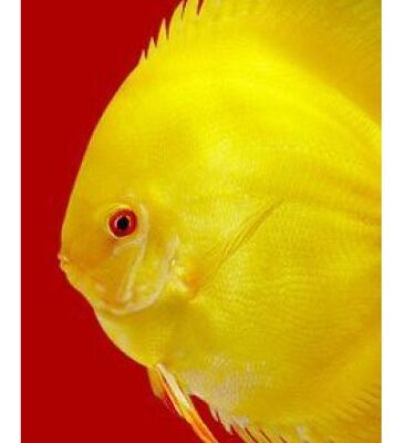 3F Discus Special Premium Mix 95 g