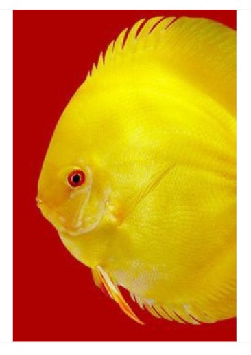 3F Discus Special Premium Mix 95 g