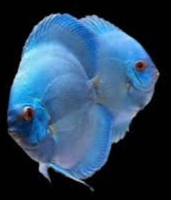 Discuss Blue Diamond