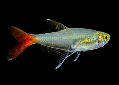 Blood Fin Tetra/Red Fin Tetra