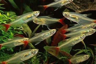 Red fin tetra 3